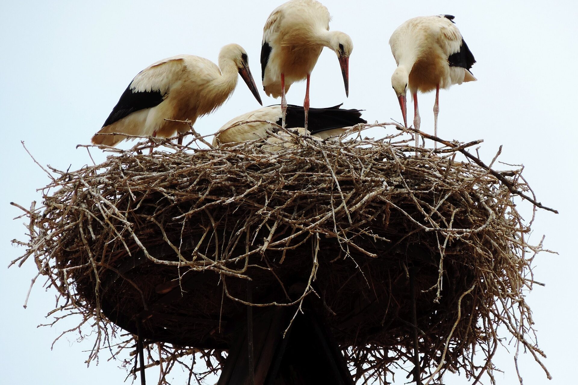 Ein Storchennest